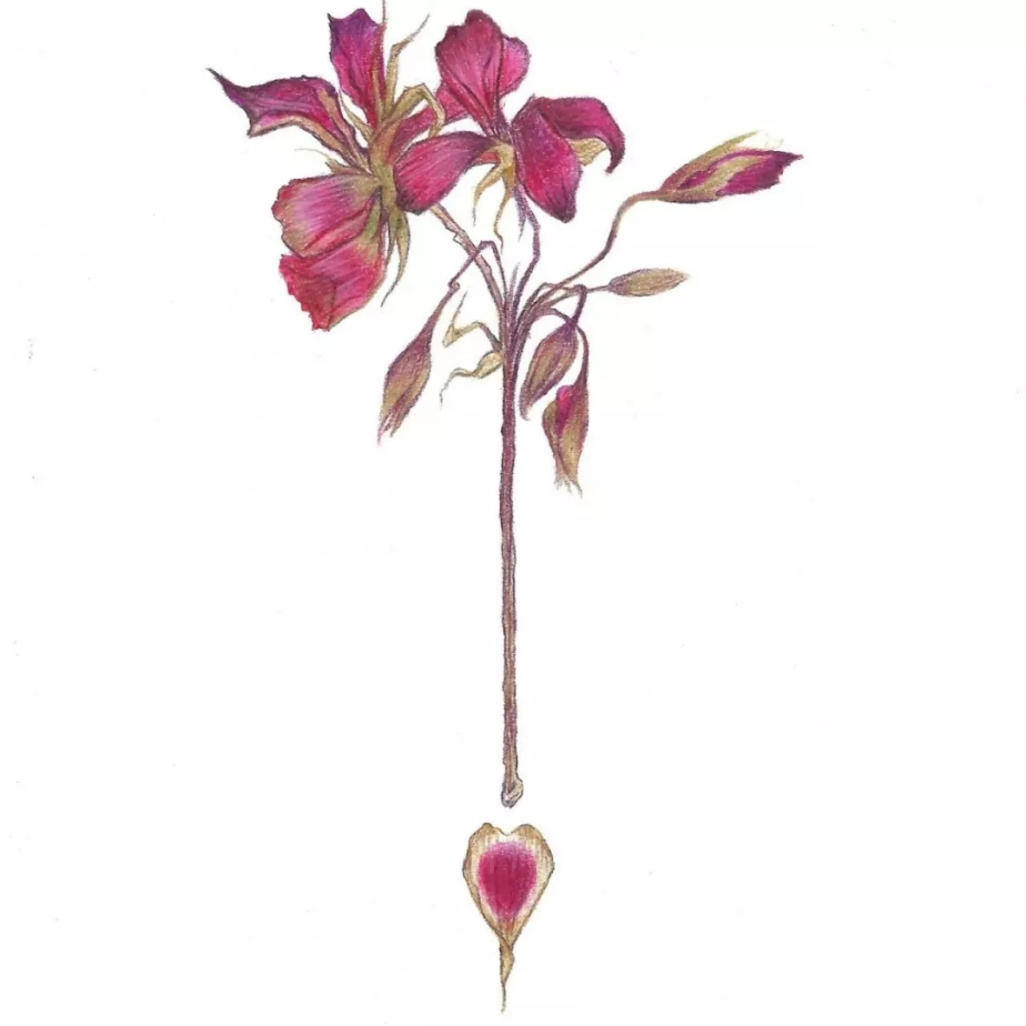 An illustration of a flower. Red and pink flower - drawn with coloured pencil